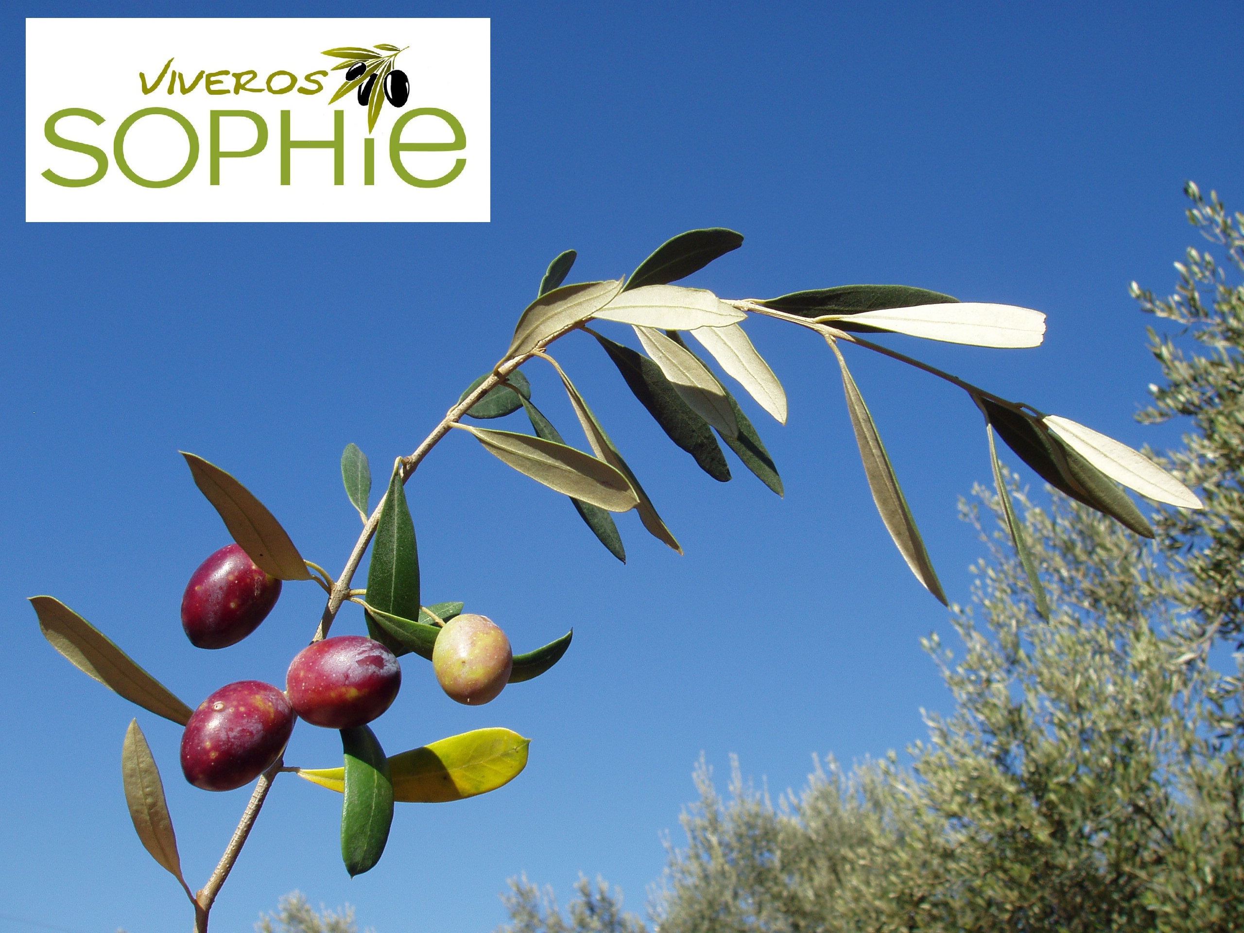 Variedad de olivo PICHOLINE  MAROCAINE